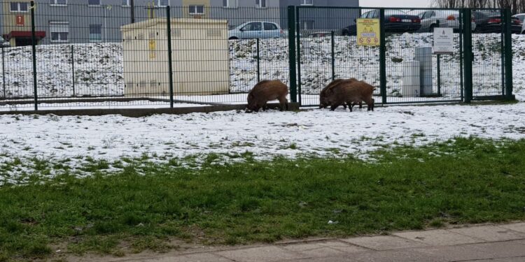 Ruszyła przebudowa stadionu