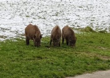 Gdy radni dyskutowali o dzikach, dzieci biegały za nimi w parku