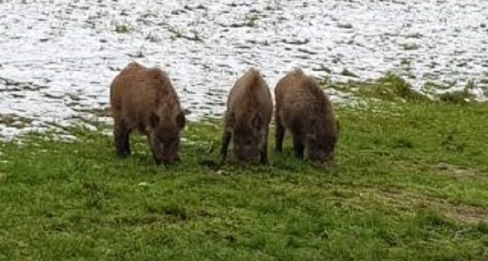 Gdy radni dyskutowali o dzikach, dzieci biegały za nimi w parku