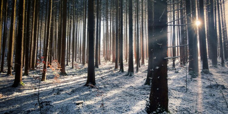 Kornik drukarz zaatakował nasze świerki. Drzewa zostały wycięte