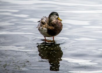 Czym karmić kaczki?
