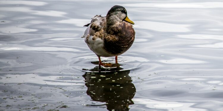 Czym karmić kaczki?