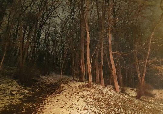 Kornik drukarz zaatakował nasze świerki. Drzewa zostały wycięte