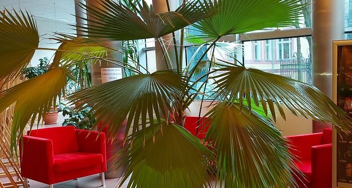 Czytanie z kawą w ręce