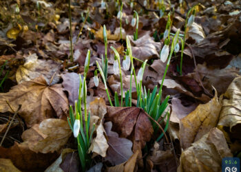 Wiosna w Muzeum Lubuskim [ZDJĘCIA]