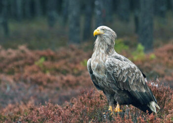 Sezon lęgowy lubuskich bielików w pełni