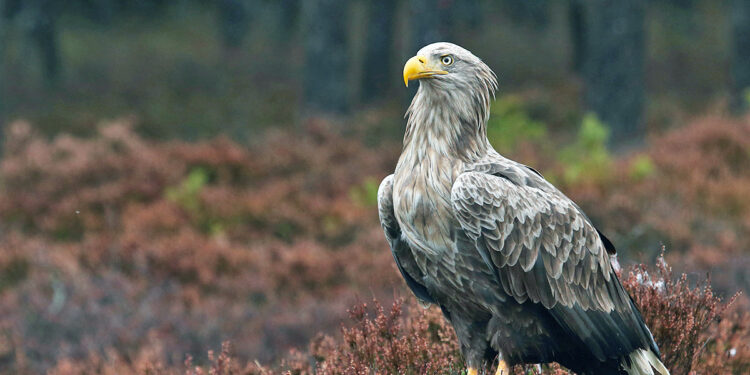 Sezon lęgowy lubuskich bielików w pełni