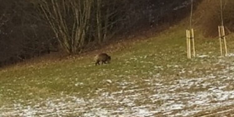 Dzik na górkach za Filharmonią Gorzowską