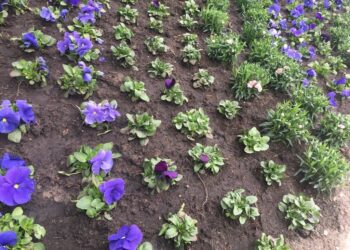 Więcej roślin i ławeczek pod blokami – to możliwe