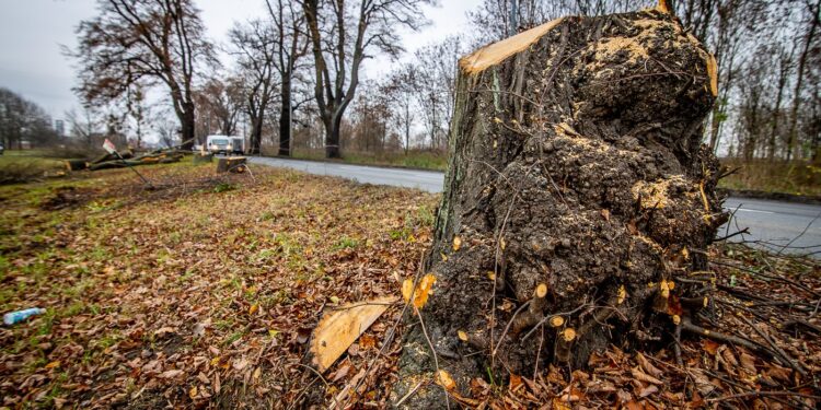 Rozmowy o wycince na drodze do Różanek