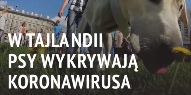 psy wykrywają koronawirusa