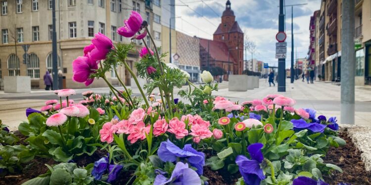 Tysiące kwiatów w mieście [ZDJĘCIA]