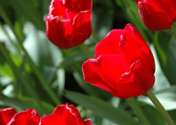 Jakie prezenty ucieszą gorzowianki?