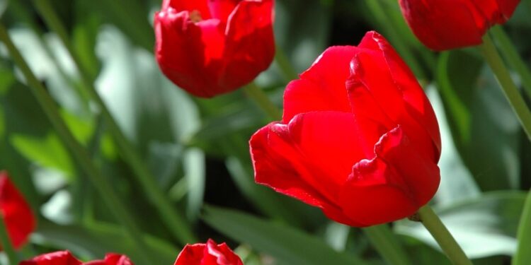 Jakie prezenty ucieszą gorzowianki?