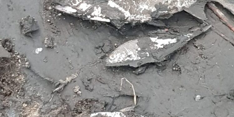 Kontrowersje wokół odławiania ryb w parku Róż