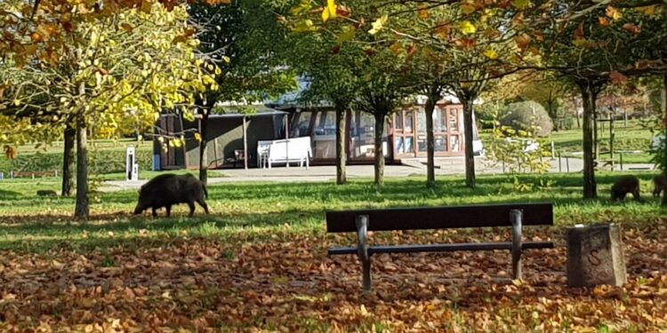 O dzikach w mieście nieco ciszej…