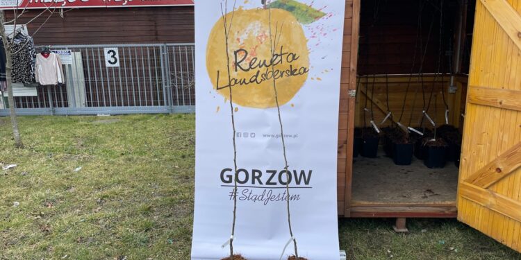 Reneta znów na rynku