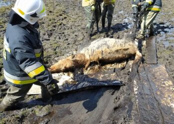 Strażacy uratowali konia, który utknął w grzęzawisku