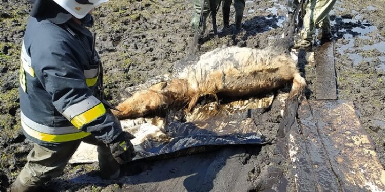 Strażacy uratowali konia, który utknął w grzęzawisku