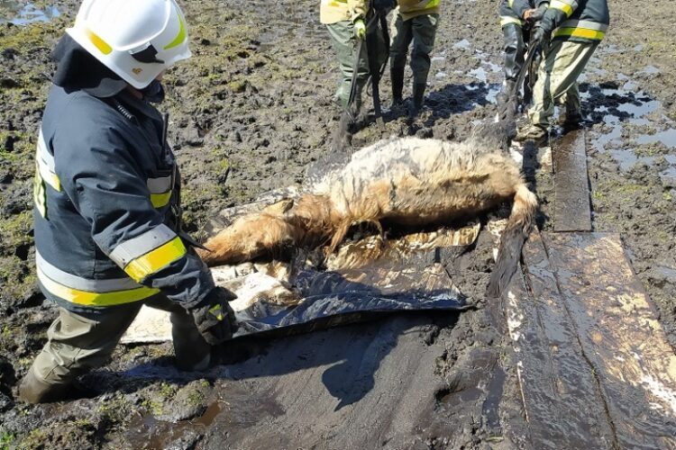 Strażacy uratowali konia, który utknął w grzęzawisku