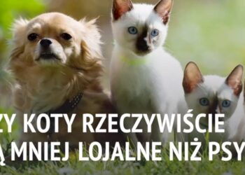 Czy koty rzeczywiście są mniej lojalne niż psy