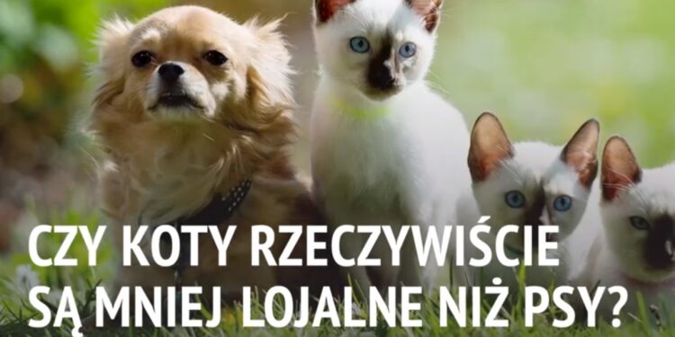 Czy koty rzeczywiście są mniej lojalne niż psy