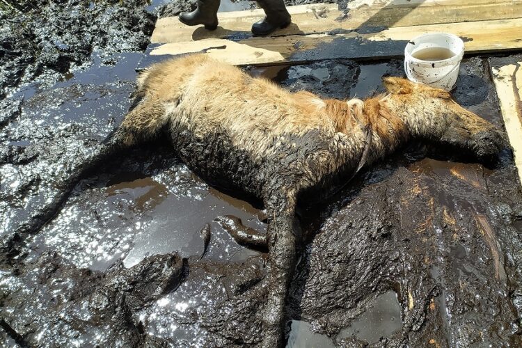 Strażacy uratowali konia, który utknął w grzęzawisku