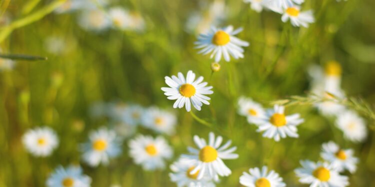 W najbliższych dniach zimno i wietrznie. W nocy przymrozki