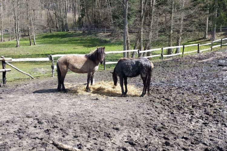 Strażacy uratowali konia, który utknął w grzęzawisku