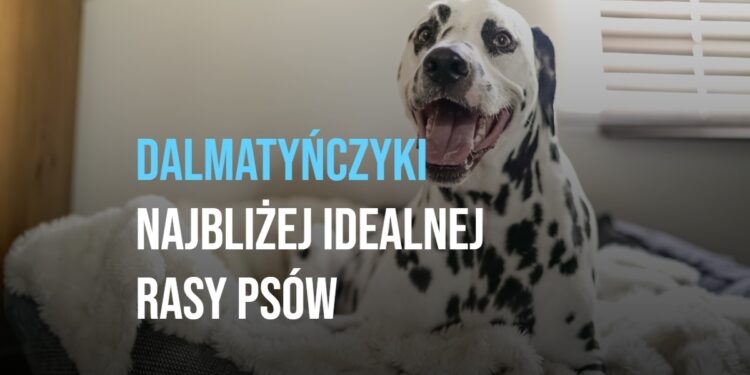 Dalmatyńczyki najbliżej idealnej rasy psów!