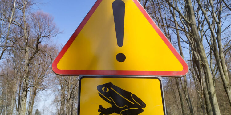 Uwaga na… żaby! [ZDJĘCIA]