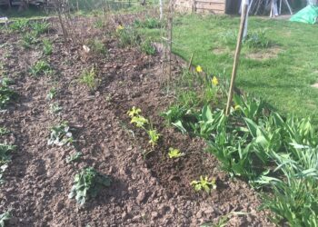 Dłużej w domach nie usiedzą, wracają na działki