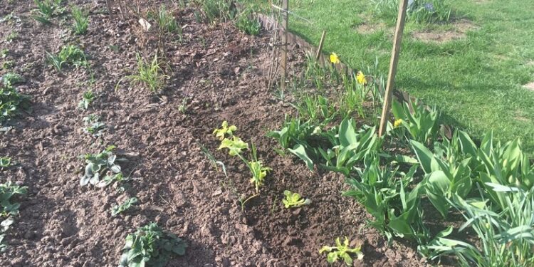 Dłużej w domach nie usiedzą, wracają na działki