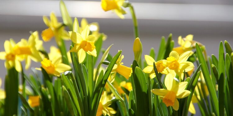 19 kwietnia akcja społeczno-edukacyjna "Żonkile"