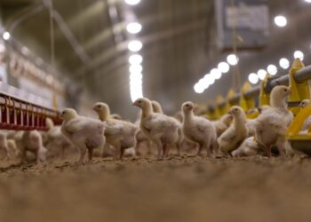 W Siecieborzycach nie będzie fermy drobiu, której sprzeciwiali się mieszkańcy