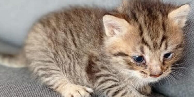 Wrzucony do śmieci kotek uratowany przez INNEKO
