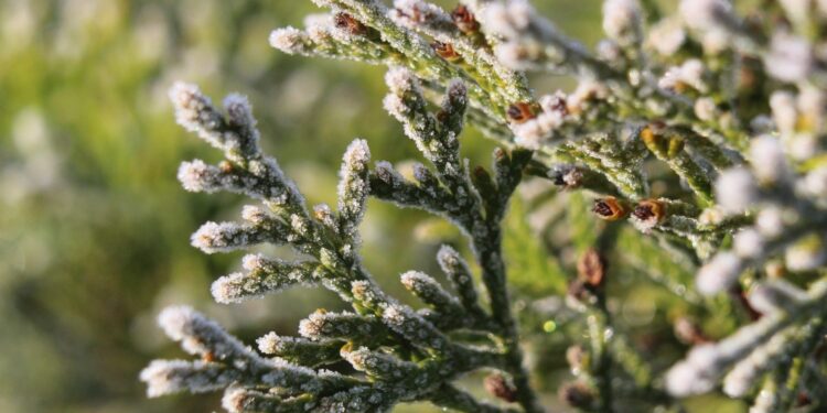 Przymrozki niemal w całej Polsce