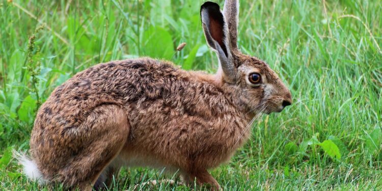 „Zajączek”, czyli o tradycji drobnych upominków