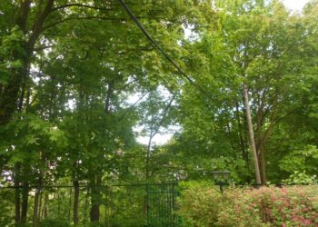 Nowe drzewa w mieście