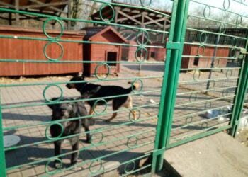 „Azorki” potrzebują pomocy w walce z kleszczami