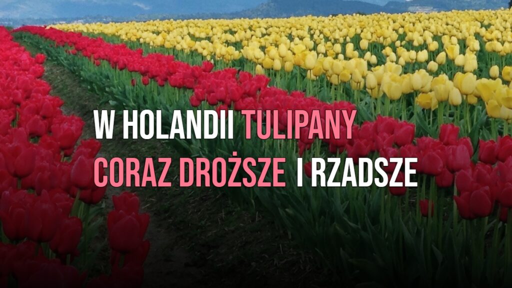 W Holandii tulipany coraz droższe i rzadsze