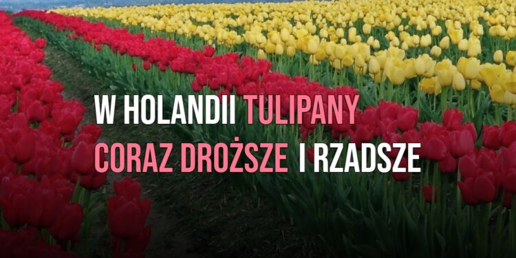 W Holandii tulipany coraz droższe i rzadsze