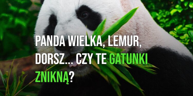 Panda wielka, lemur, dorsz... Czy te gatunki znikną? [WIDEO]