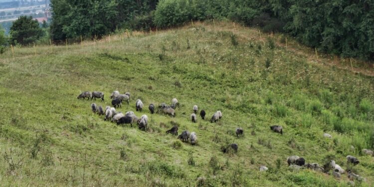 Owce wrzosówki dbają o dobrą kondycję „Gorzowskich Muraw”