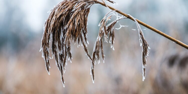 IMGW ostrzega przed przymrozkami