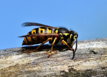 Sezon na użądlenia. Alergolog radzi