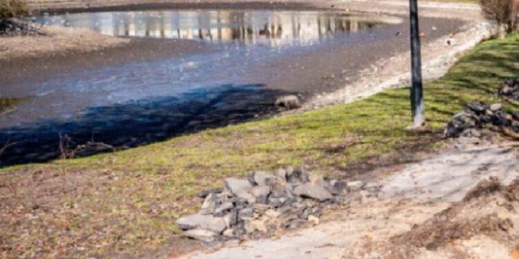 Miasto odpowiada ws. parkowych kaczek