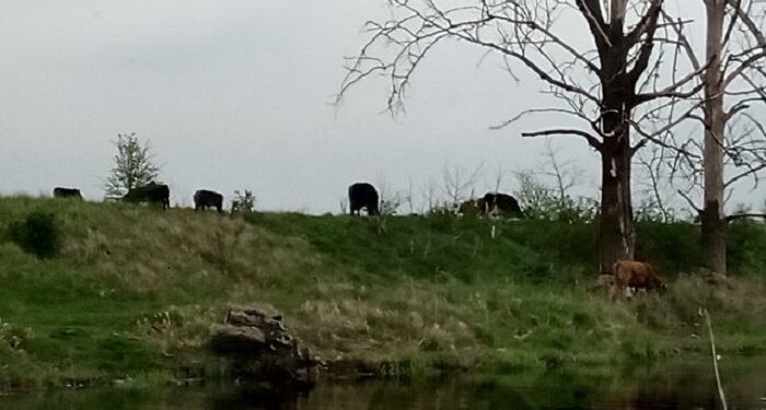 Uschnięte drzewa niepokoją mieszkańców