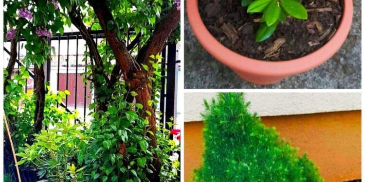 Przy blokach i kamienicach zrobi się zielono