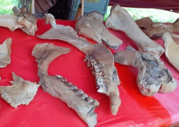 Trwa piknik naukowy ze Stefanią